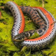 Kirtlands Snake
