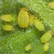 Root Aphids