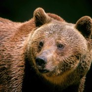 Marsican Brown Bear