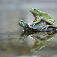 Turtle Frog