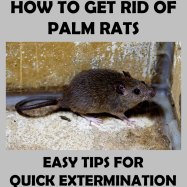Palm Rat