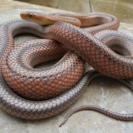 Bairds Rat Snake
