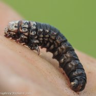 Bagworm Moth Caterpillar