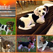 Doxle