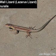 Lazarus Lizard