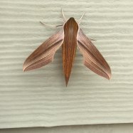 Giant Wood Moth