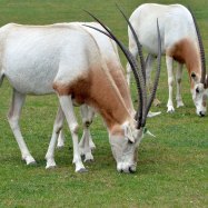 Scimitar Horned Oryx
