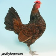 Redcap Chicken
