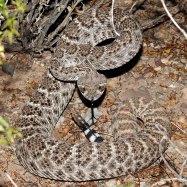 Western Rattlesnake