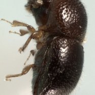 Ambrosia Beetle