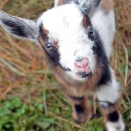 Nigerian Goat