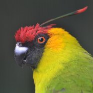 Pesquets Parrot