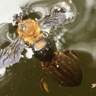 Water Beetle