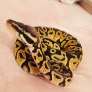 Cinnamon Ball Python