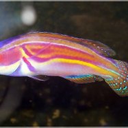 Labouts Fairy Wrasse