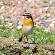 Whinchat