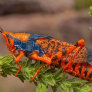 Leichhardts Grasshopper