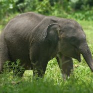 Sumatran Elephant
