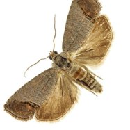 Codling Moth