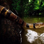 Congo Snake
