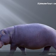 Hippopotamus Gorgops