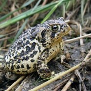 Wyoming Toad