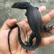 Black Dragon Lizard