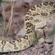 Ornate Black Tailed Rattlesnake