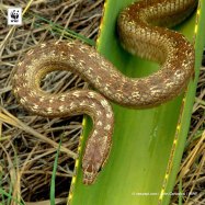 Antiguan Racer Snake