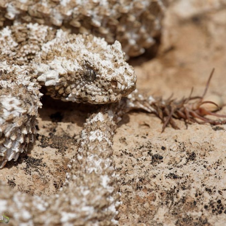 Spider Tailed Horned Viper