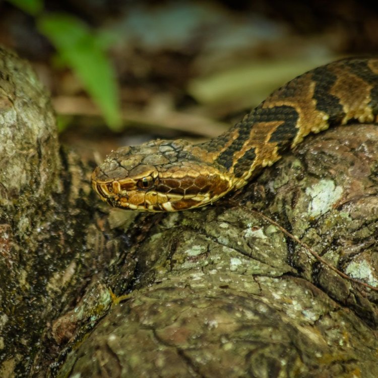Moccasin Snake