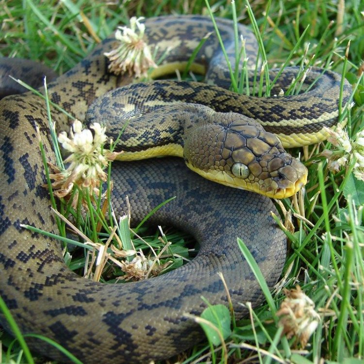Timor Python