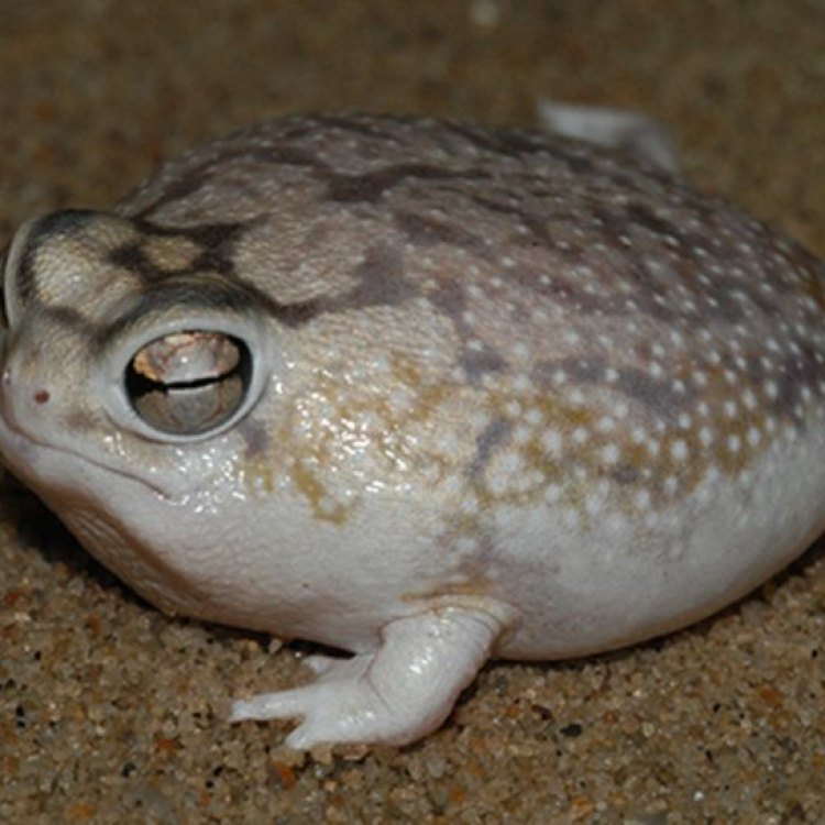 Desert Rain Frog