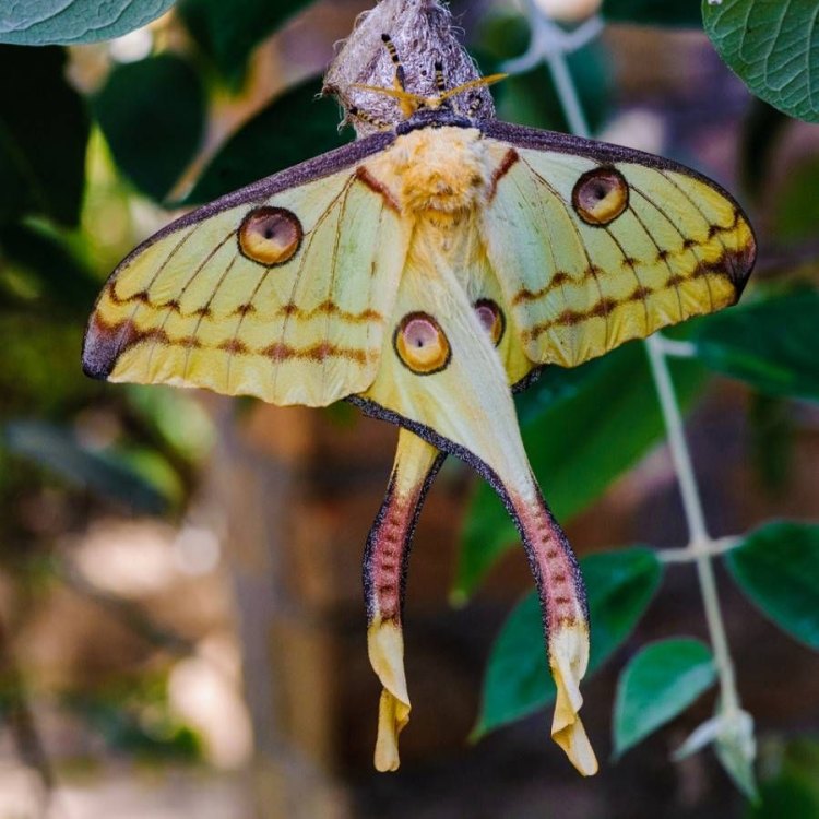 Madora Moth