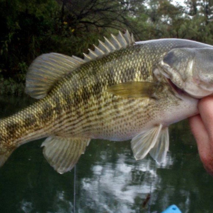 Guadalupe Bass