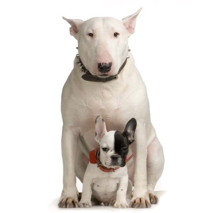 Bull And Terrier
