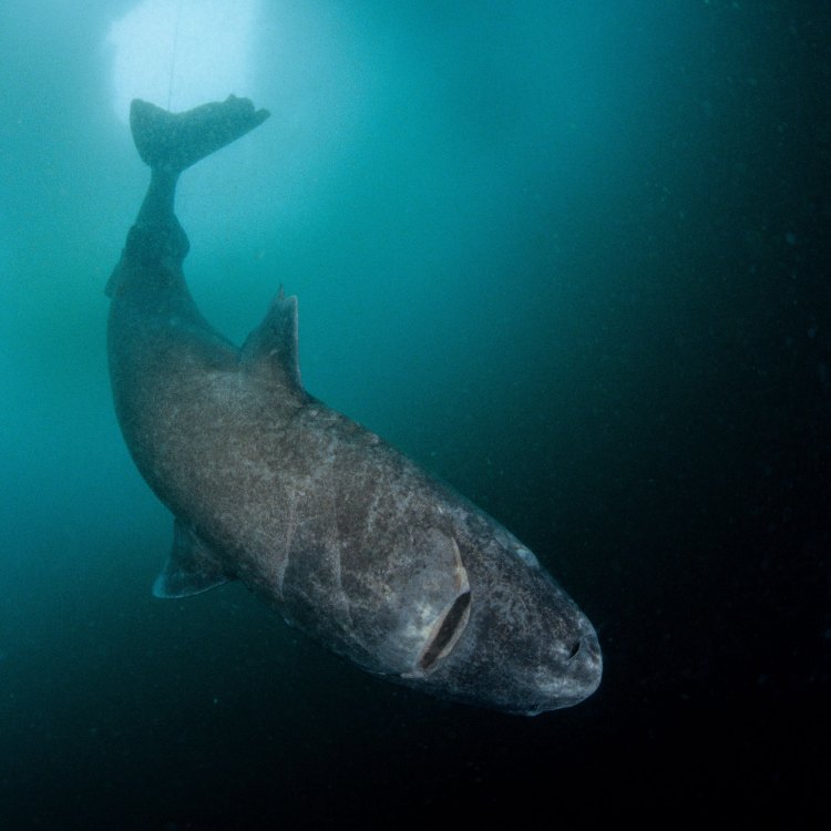 Greenland Shark