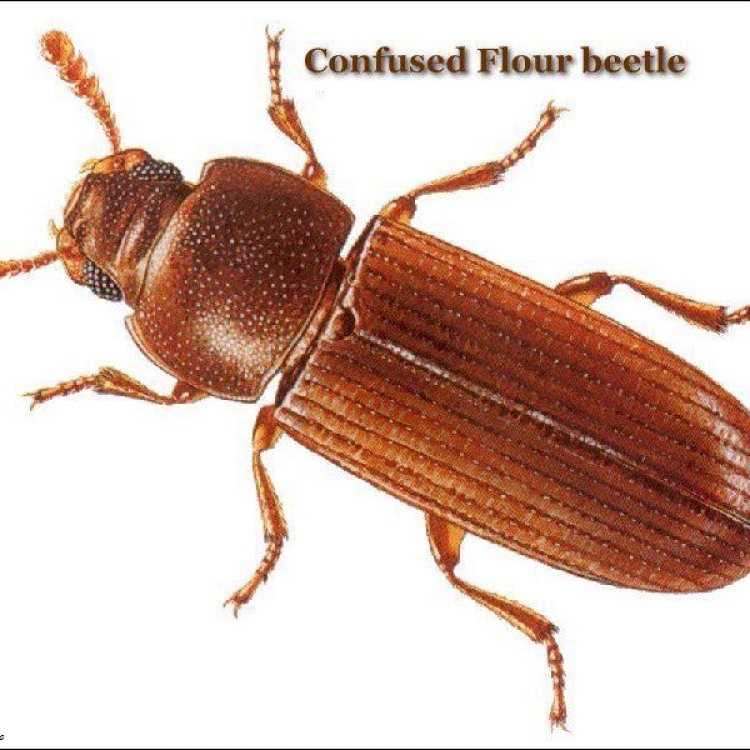 Flour Beetle