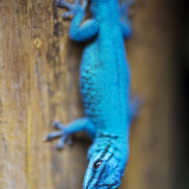 Virgin Islands Dwarf Gecko
