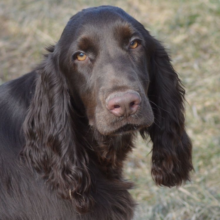 Field Spaniel