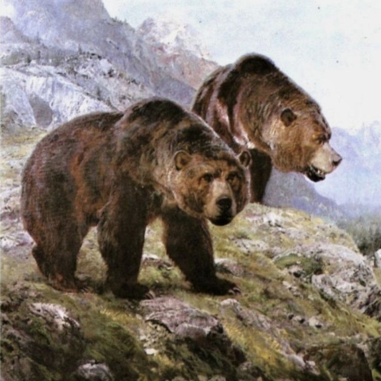 Cave Bear