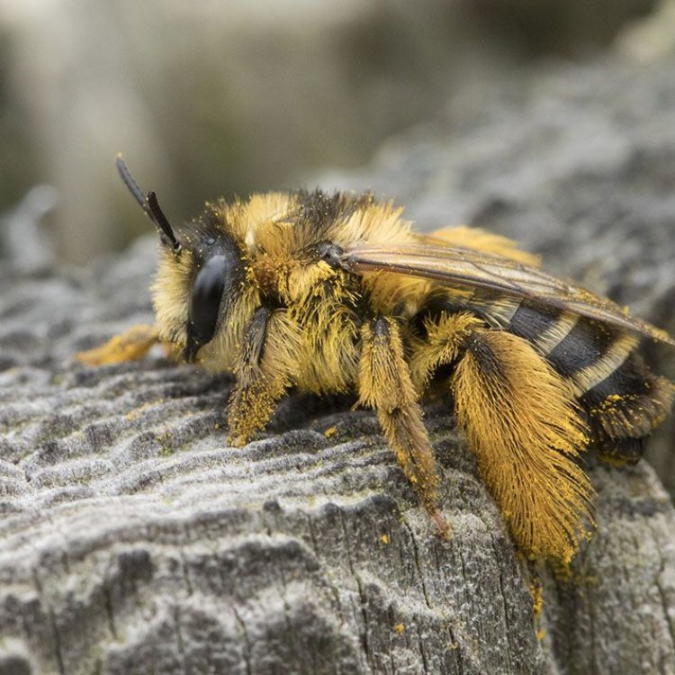 Pantaloon Bee