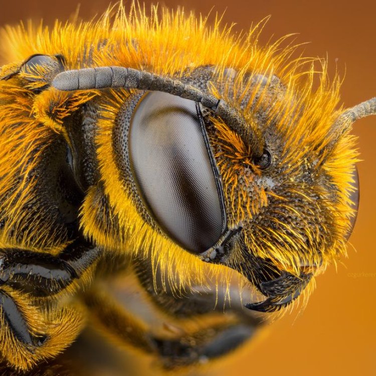 Furrow Bee