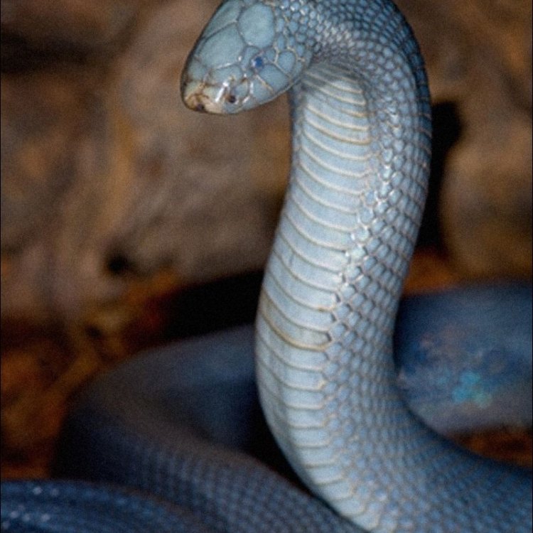 Stiletto Snake