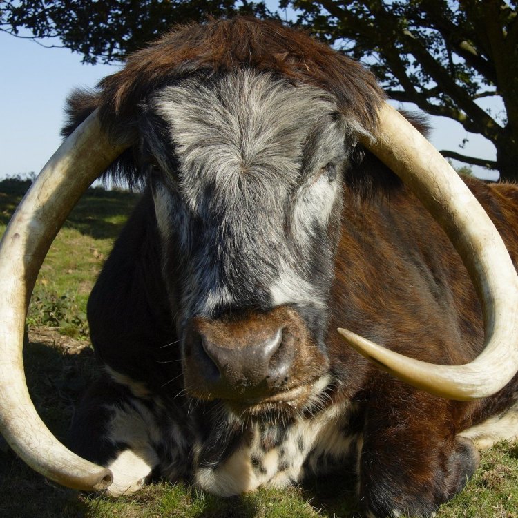 English Longhorn Cattle