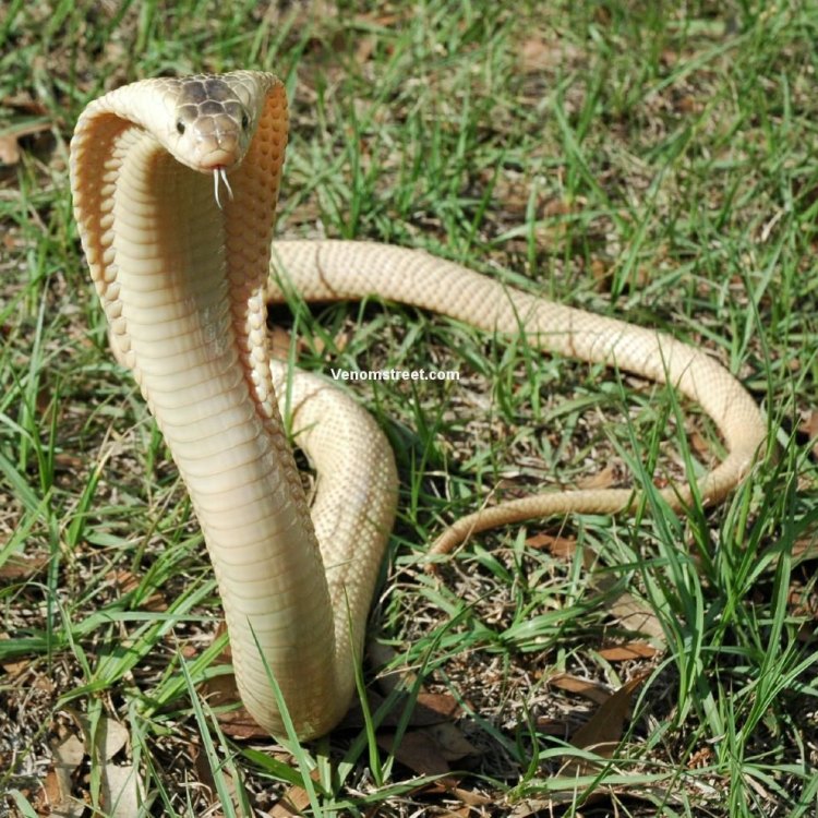 Philippine Cobra