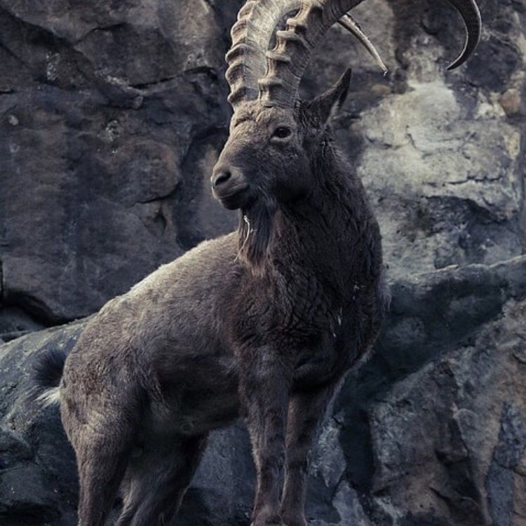 Siberian Ibex
