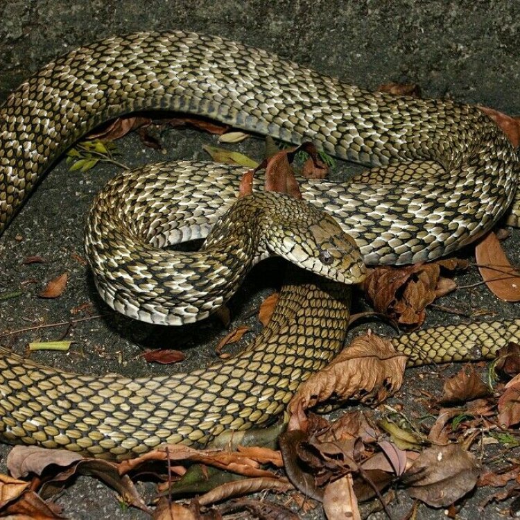 King Rat Snake