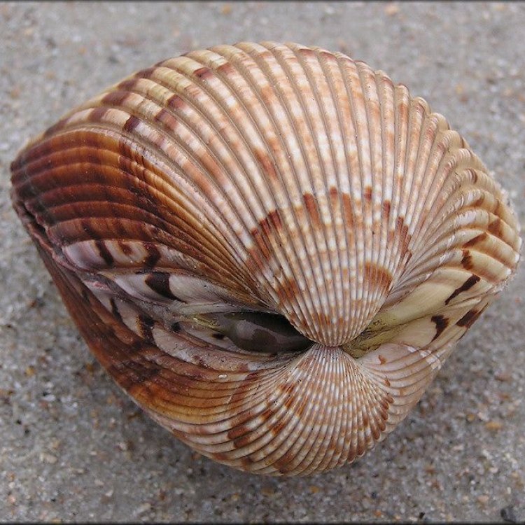Cockle