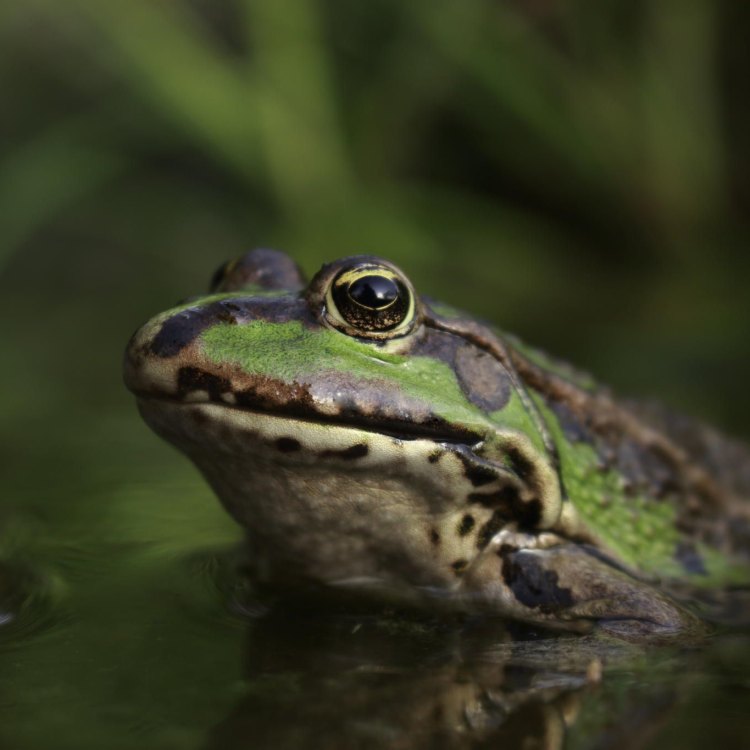 Pool Frog